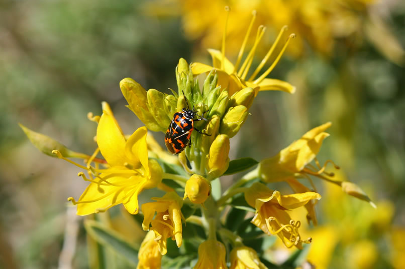 Bladderpod bushes are usually immune to insect infestations due to the toxic chemicals that they produce.   Every now and then insects, such as the harlequin bug seen here, are able to quickly evolve enzymes to break down these compounds.  This results in the plant evolving a new and more potent chemical and the arms race is on all over again!