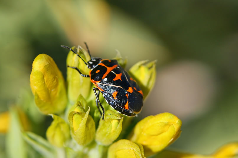 Here's a closer look at the wily harlequin bug.