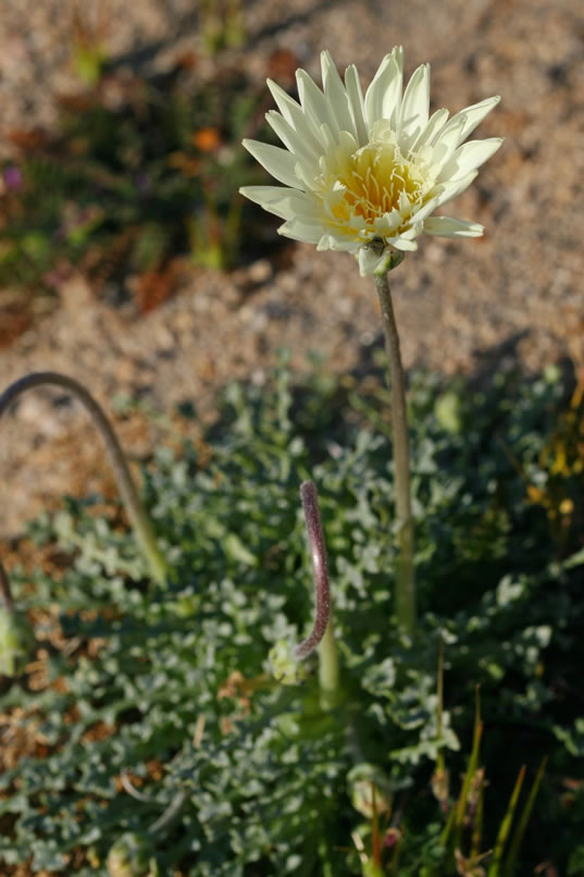 A partially opened desert chicory blossom.