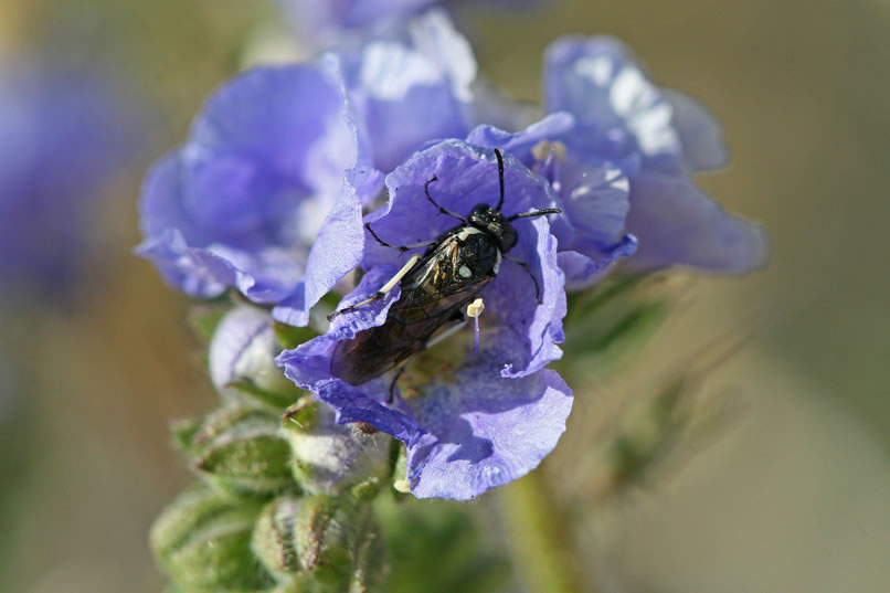 As you can see here with this lace-leaf phacelia, it's not uncommon for insects to let a flower close about them during the night, thereby providing a snug resting spot until morning.