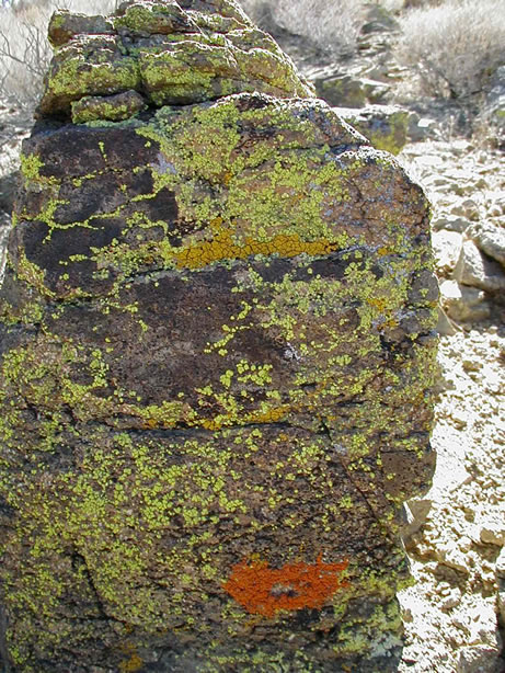 Many of the rocks in the area have a luxurious growth of lichen.