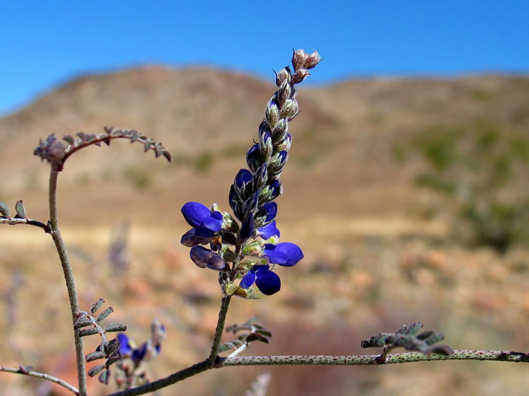 A Parry Dalea blooming in the wash.