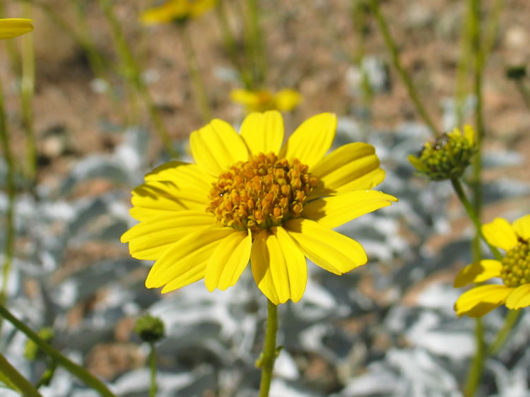 Brittlebush is another early bloomer.