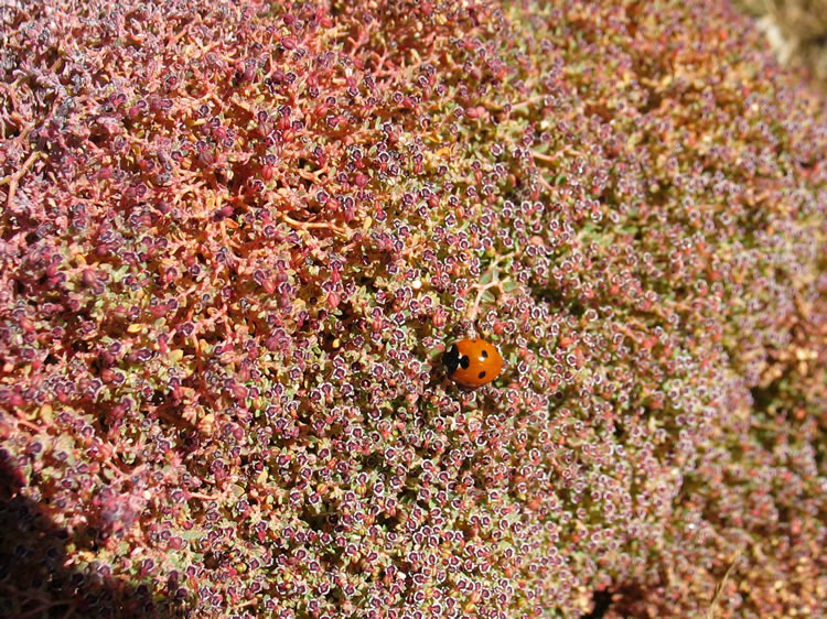 Mounds of rattlesnake weed  were being visited by bees and ladybugs.