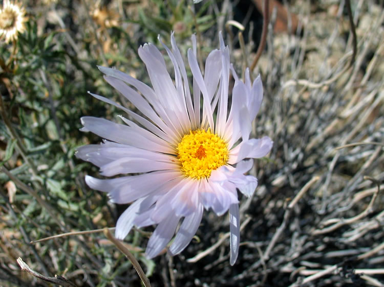 A Mojave Aster.