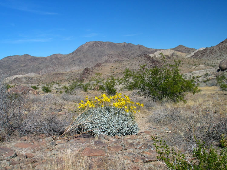 The silvery mound of this brittlebush is capped by brilliant yellow flowers.