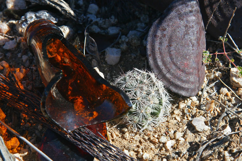 A cute little pincushion cactus hides among the debris.