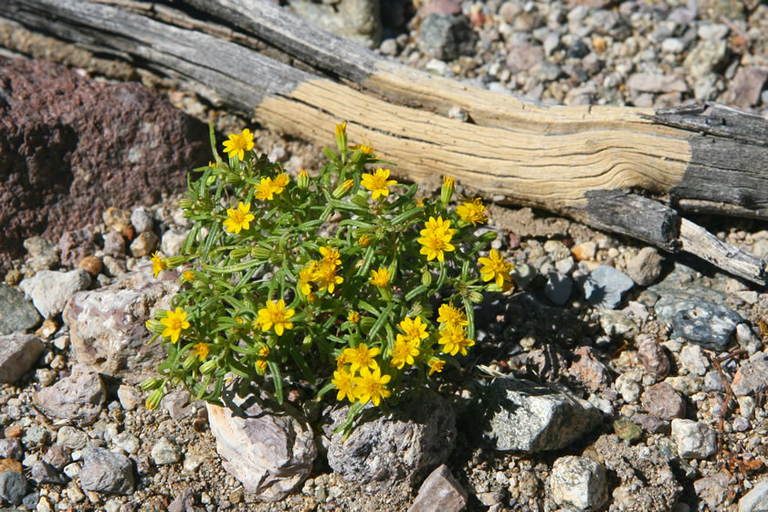 This colorful chinch weed is a common fall ephemeral in sandy washes and sand dunes.  At this point we decide to split up in order to explore more territory.  Guy and Dezdan make the first, and best, find.