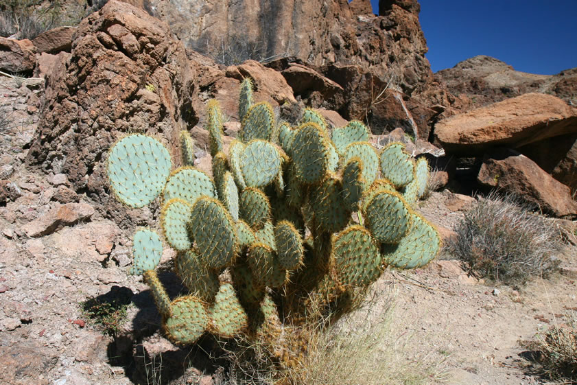 Near the shelter is a nice example of a pancake prickly pear cactus.