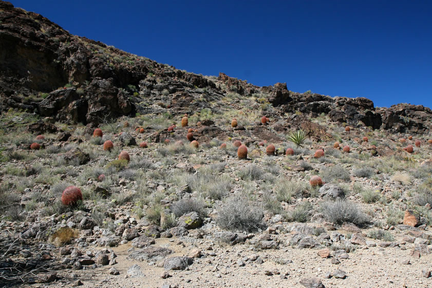 There are also lots of barrel cacti around!