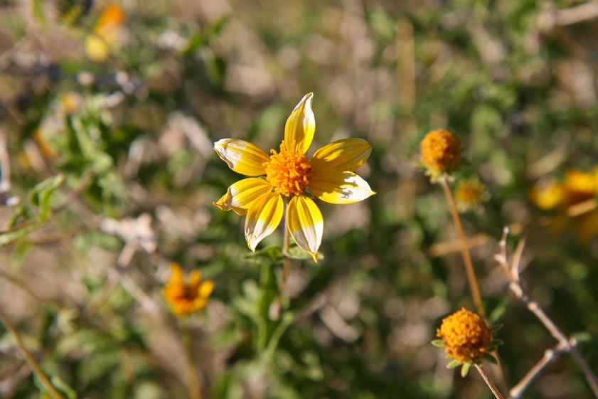 Another chinch weed plant.  This one is about done blooming but is still quite pretty.