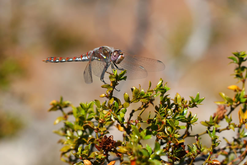 Hanging out on a nearby creosote bush is a colorful dragonfly.