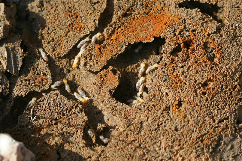 Moving one of the foundation stones uncovers a little colony of termites.