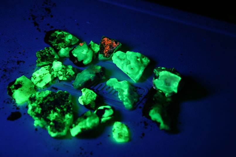 Under the glow of the blacklight the desert floor erupts into a carpet of green spots!  The Turtle Mountains are noted for having lots of chalcedony chunks and we easily find these specimens as they fluoresce an intense green.