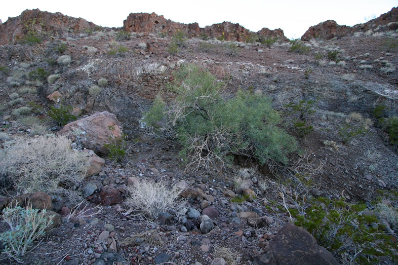 Soon, we enter a shaded canyon and arrive at Mohawk Spring, which is hiding out behind the large mesquite tree.