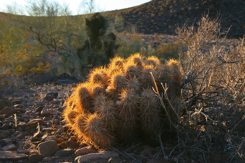 Sunset glow on a hedgehog cactus.