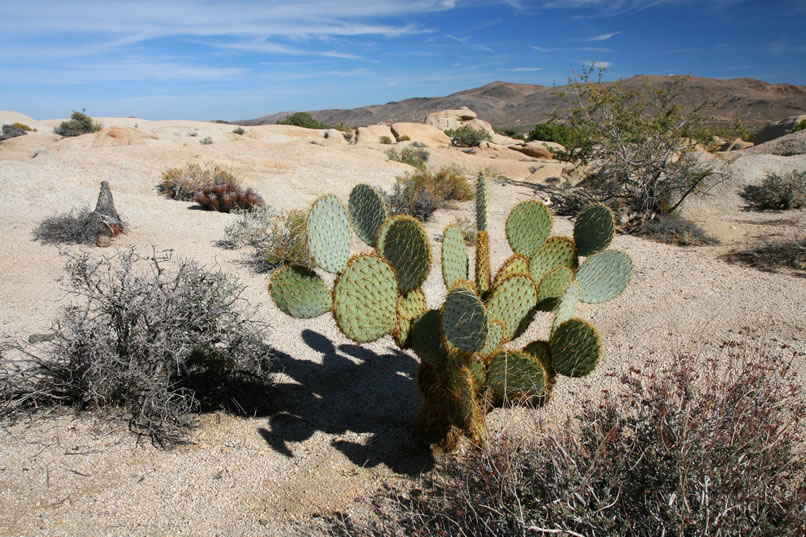 Although there are numerous varieties of prickly pear cacti, our current favorite is the pancake prickly pear.  Its pads usually are perfectly round, kinda like a green pancake.