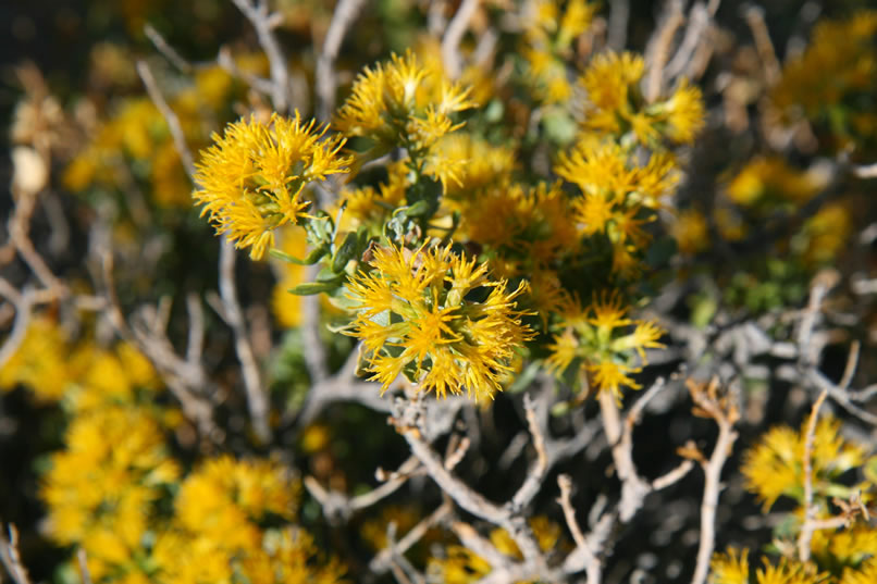 A closer look at the yellow bush just behind Jamie.