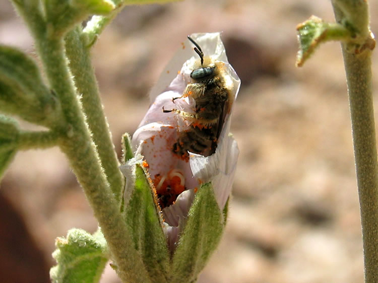 This bee was hanging out in one of the partially open blooms.  The bee, the spider and the fly are all covered in orange pollen.