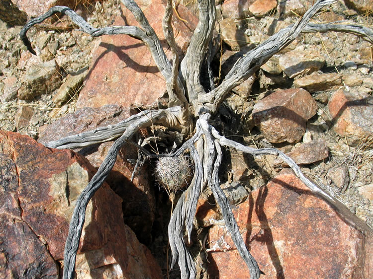 A little cactus peaks out from under some gnarled branches.