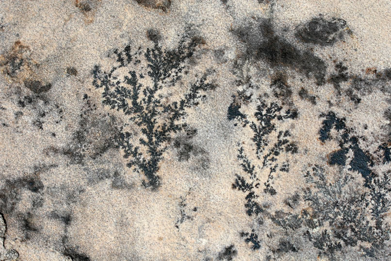 These aren't fossil fern imprints, but rather dendrite formations caused by manganese solutions in the rocks.