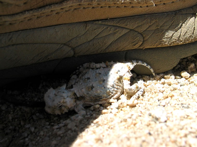 When we set it down it immediately runs for the shadow of Niki's boot!  We carefully retrieve it and place it under a nearby creosote bush.