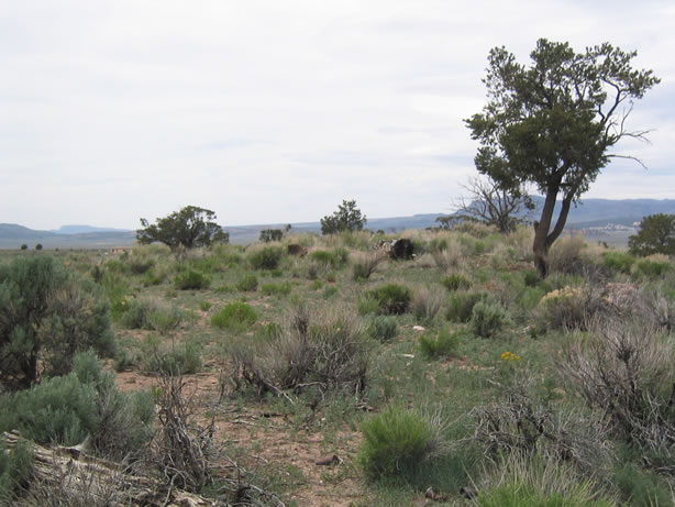 The site of the Indian head penny recovery.