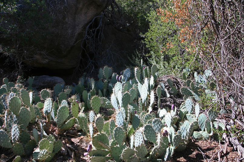 In spite of the thick vegetation, we're able to find another picto nearby.