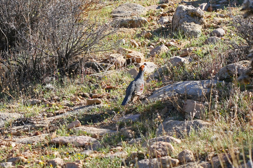 We also manage to scare up a whole covey of quail.  Here's a look at one of the stragglers.