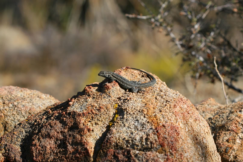 Of course there are also plenty of lizards enjoying the afternoon sun.  