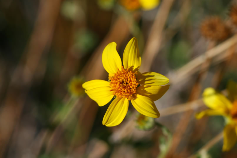 Even at the end of summer, there are still some colorful wildflowers in bloom.