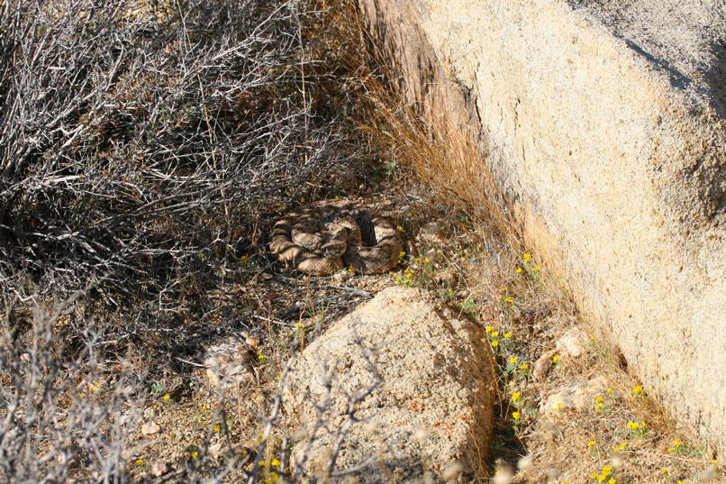 Our quiet afternoon is shattered by the explosive hissing of the rattles of this southwestern speckled rattlesnake, crotalus mitchellii pyrrhus.