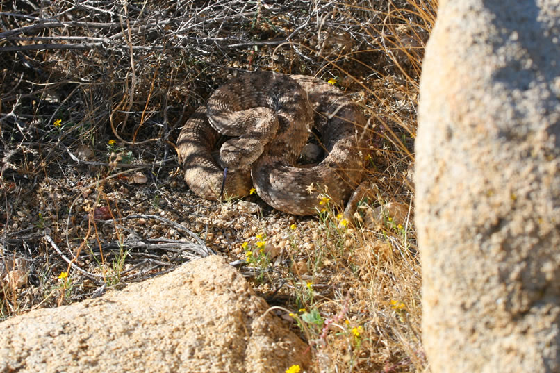 In this closer view you can see its heavy body and large, triangular head.  This venomous pit viper shows a great variety of body coloration with distinctive salt-and-pepper speckles over its entire dorsal pattern, which allows it to blend in extremely well with its environment.