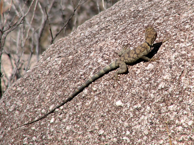 This banded rock lizard is a skillful rock climber, possessing some unusual adaptations to enhance its movement through its rocky environment.