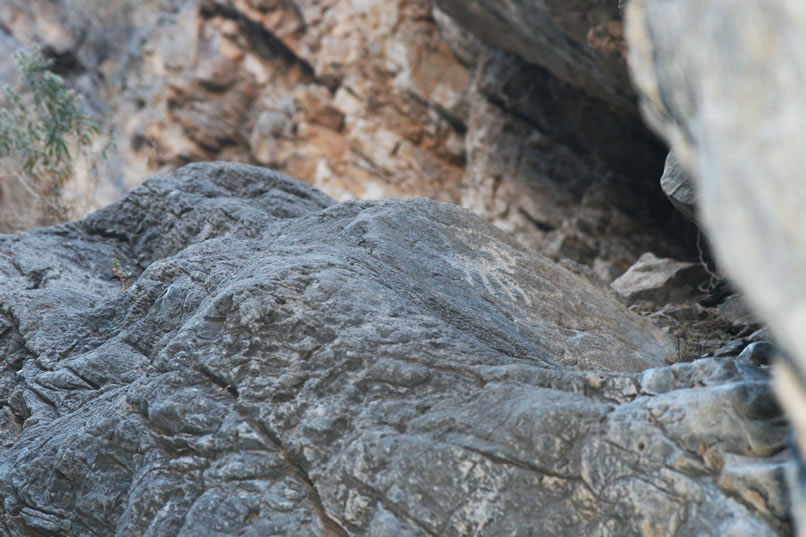 Just below the top edge of the climb is a bighorn petro to welcome us up to this new level.