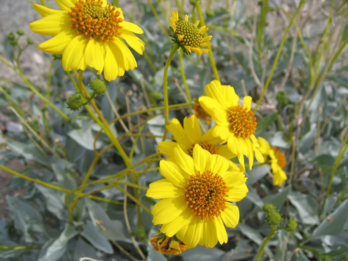 brittlebush