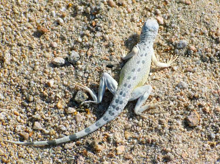 We had to stop to take this photo of what appears to be a zebra-tailed lizard with very light coloration.