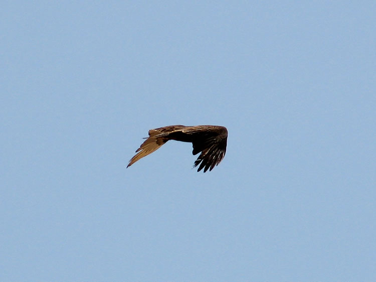 I don't know how Niki does it, but here's a great shot of a headless hawk in flight!