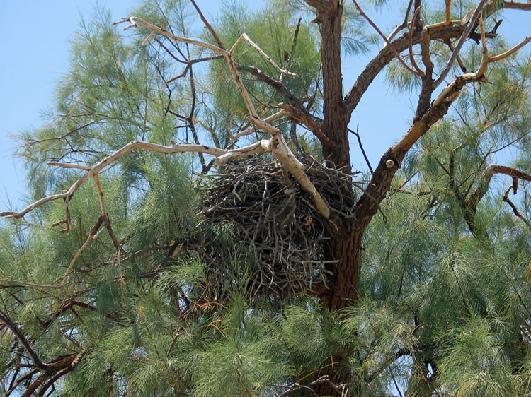 In its upper branches is a huge, twiggy hawk's nest.