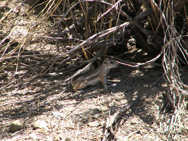 Nearby is the spring. As we approach it there's an explosion of quail from the thick vegetation.  Other little critters scamper left and right!