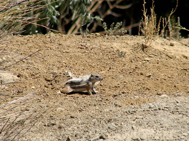 This antelope ground squirrel is really cute.