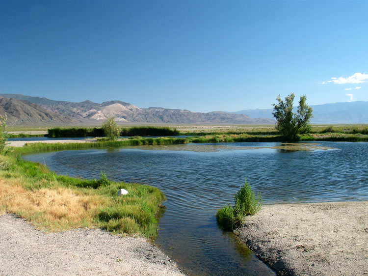 These ponds have become home to some ducks and goldfish as well as a horde of dragonflies and damselflies that feed on the insects.