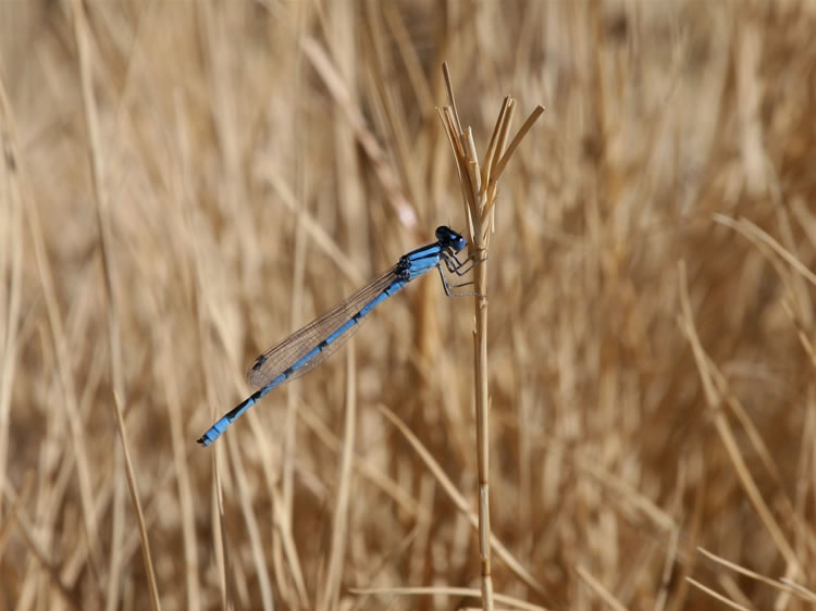 This damselfly is waiting for a tasty insect snack.