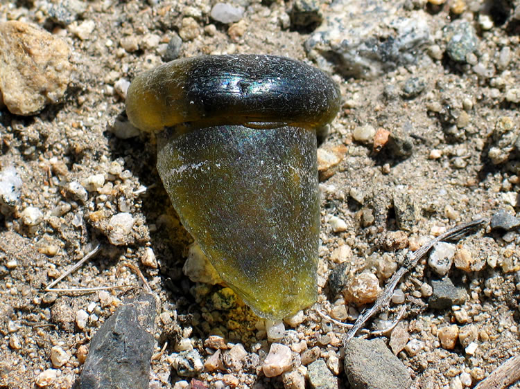 Bottle fragment found near the stone foundation.