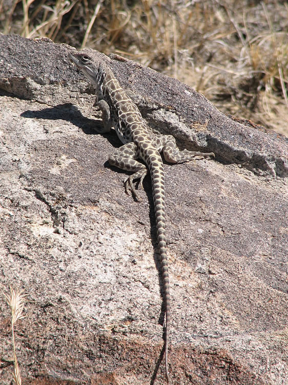 This place is literally crawling with leopard lizards.  They're quite large and have beautiful markings.