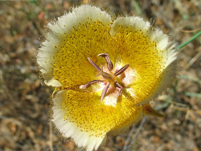 A Weed's Mariposa Lily.