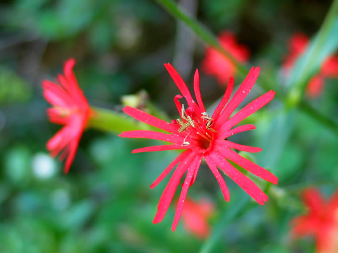 A Cardinal Catchfly.