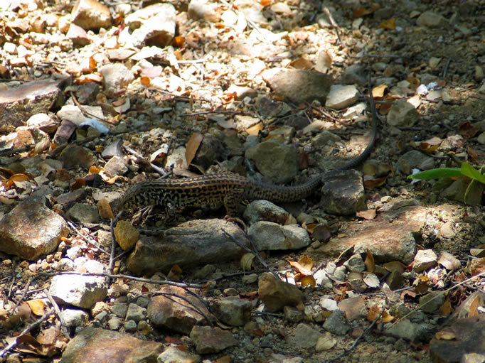 A Great Basin Whiptail stakes out its territory.