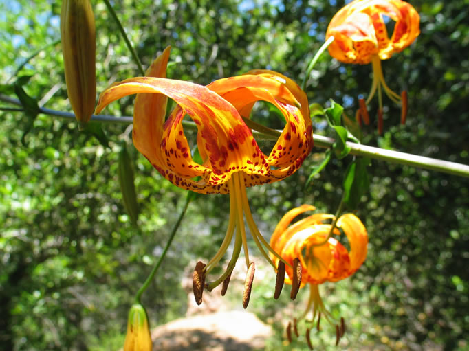 Under the shade of the trees were these spectacular Kelly's Tiger Lilies.