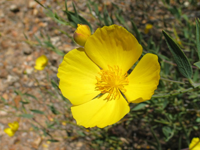 A Bush Poppy.